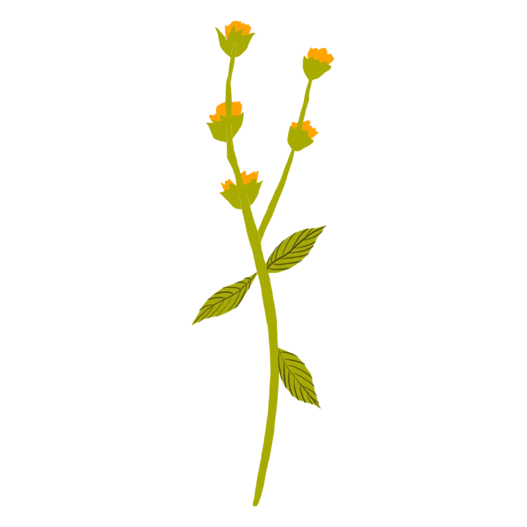 mt