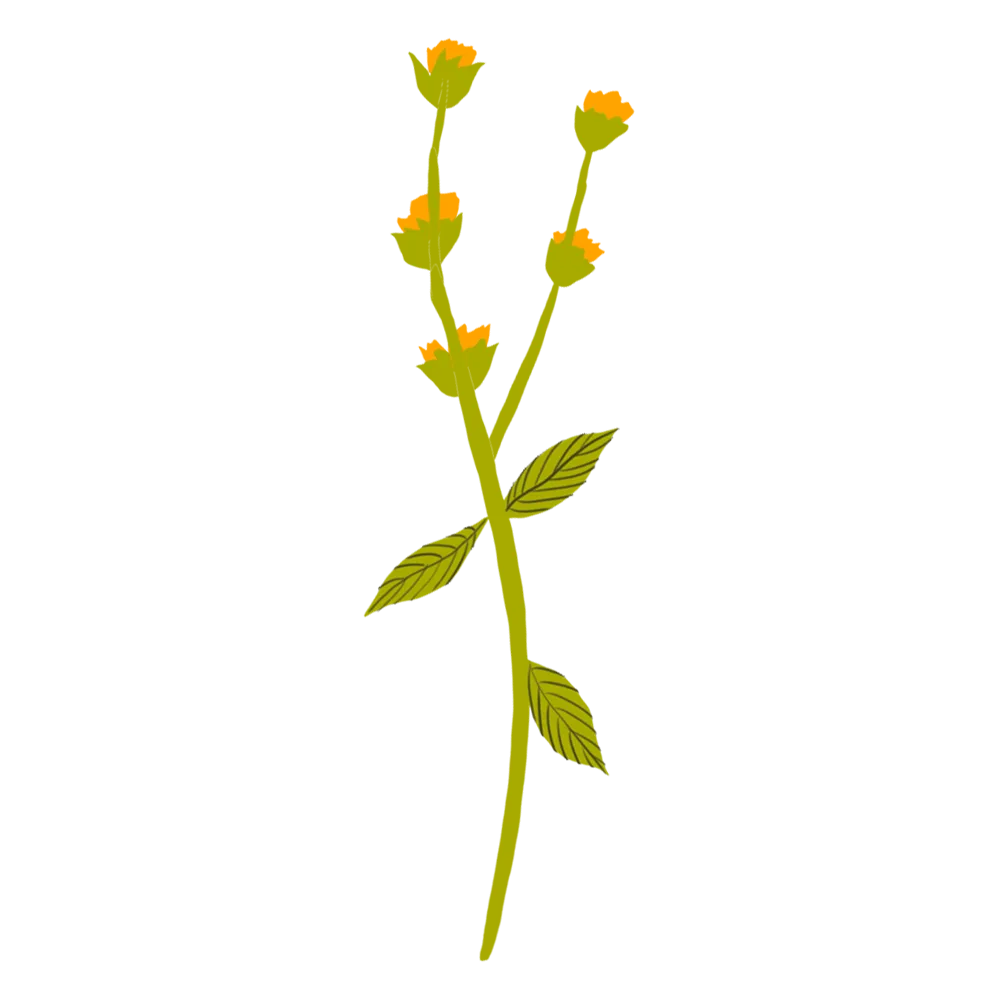 mt